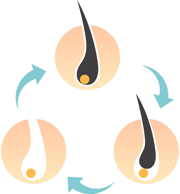 毛の成長サイクル